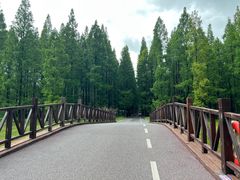 -黄海国家森林公园