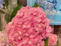 -盒马鲜生(岭南新世界店)