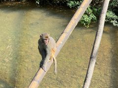 -西双版纳原始森林公园