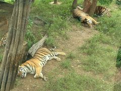 -大连森林动物园