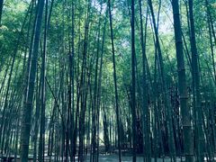 -广州市石门国家森林公园