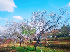 -天适樱花悠乐园