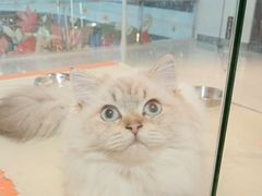 -三花喵·撸猫购宠·宠物生活馆(虹桥南丰城店)