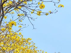 -公园茶楼粤式点心