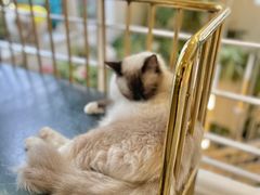 -喵喵咪呀布偶猫咖(春熙路店)
