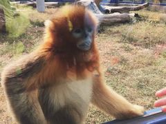 -大连森林动物园