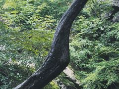 -牛背梁国家森林公园