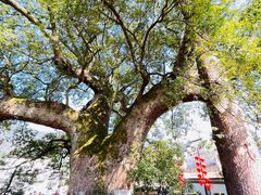 -新安江山水画廊风景区