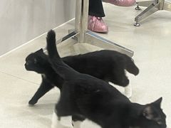 -共舞时光猫咖·狗咖(新街口店)