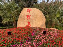 -野狸岛