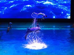 -芜湖新华联大白鲸海洋公园