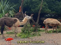 -广州长隆野生动物世界