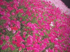 -上海鲜花港