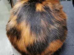 -PETKIT 小佩宠物·低压洗护·美容·寄养(安远店)