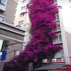 点击看大图 -Oasis Beauty水磨坊科技美肤中心