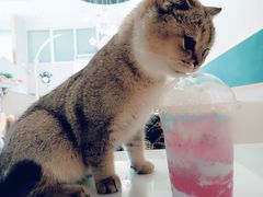 -飞行喵MR PILOT|猫舍·猫咖(静安大融城店)