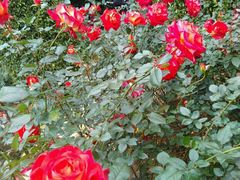 -人民公园(罗湖区)