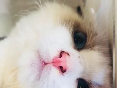 -70cat德文卷毛猫·缅因猫纯种猫舍