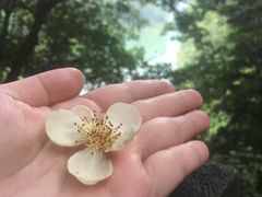 -广州市流溪河国家森林公园