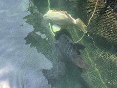 -蓝湾碧波·老字号·疍家非遗海上餐厅