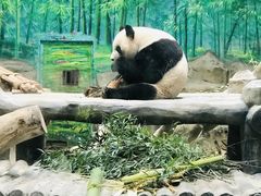-灵玲国际马戏城