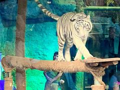 -清迈夜间动物园