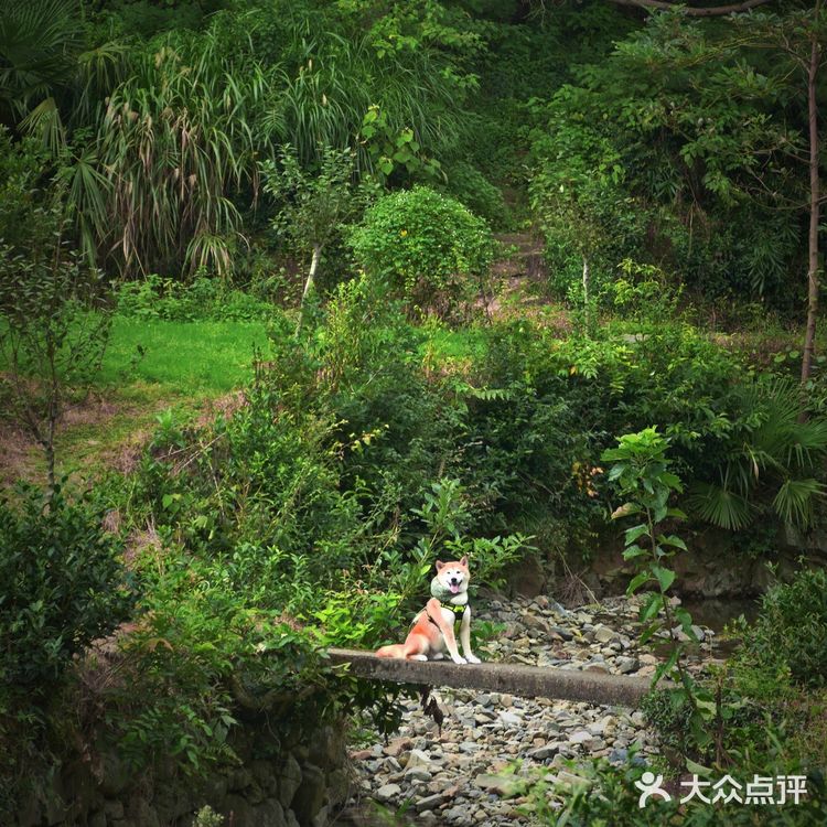 湖州安吉小杭坑营地｜可以带着狗狗🐶去的露营⛺地️