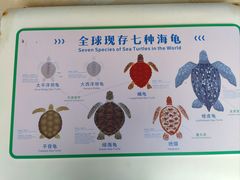 -广东惠东海龟国家级自然保护区