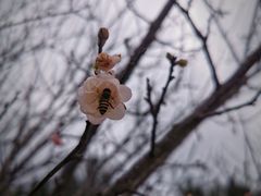 -中山市树木园