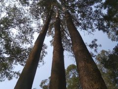 -火炉山森林公园