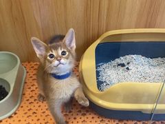 -欣宠猫屋·矮脚拿破仑·蓝金金渐层