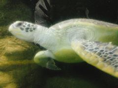 -大连圣亚海洋世界