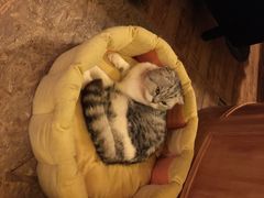 猫色咖啡-猫色咖啡·猫咖