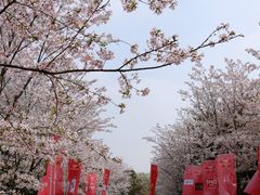 -顾村公园