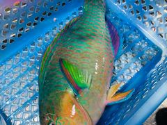 -鸿港海鲜批发市场