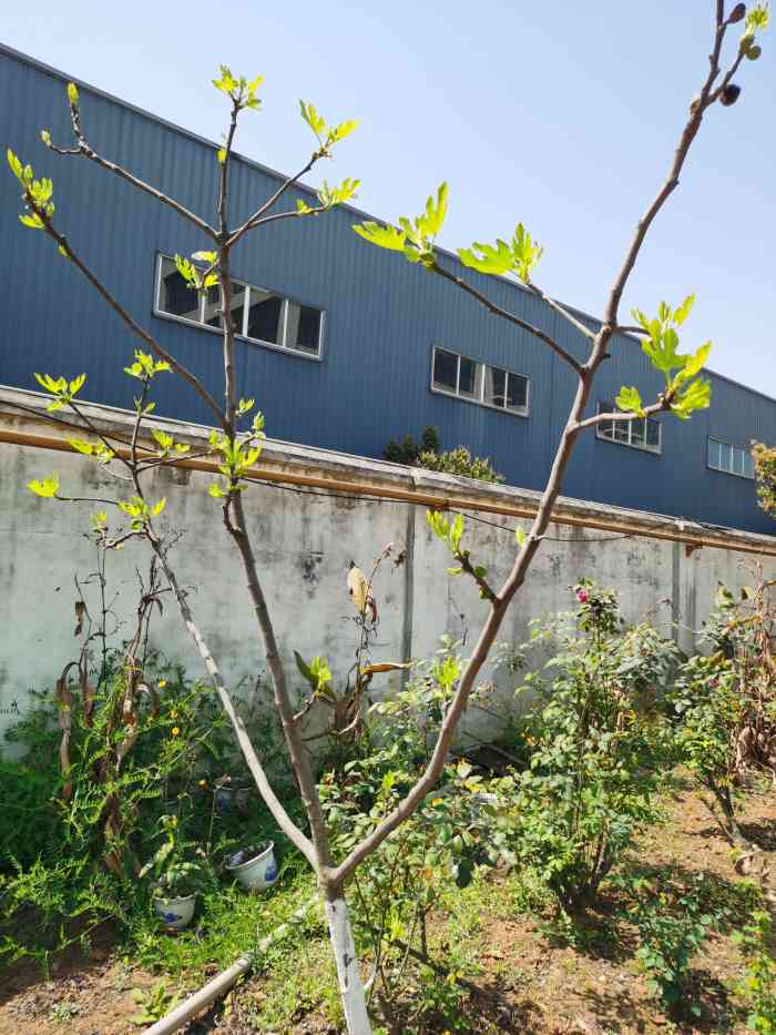 杏园农庄-"值得推荐的农家乐,菜品味道巴适,马上杏子.