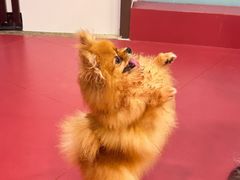 -和它·交个朋友·狗咖猫咖(爱琴海店)