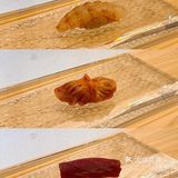 快乐就是吃日料🥢 成都鮨清月omakase