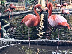 -清迈夜间动物园