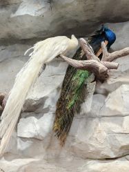 -Zoolung Zoolung动物主题公园(海信广场店)