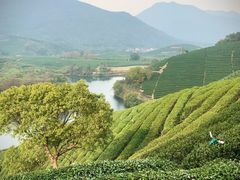 -龙坞茶村