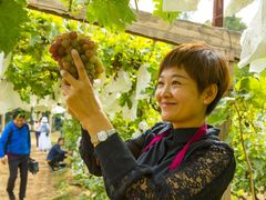 -北京张裕爱斐堡酒庄