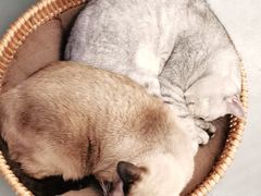 -猫友咖啡店(玉林西路店)