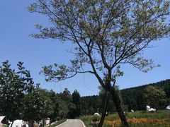 -武陵山森林公园