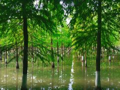 -泗洪洪泽湖湿地景区