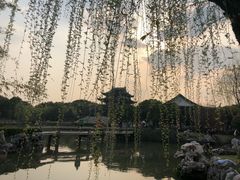 香菜干丝-清华酒楼(盘门店)