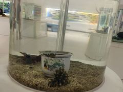 -萌宠奇缘(荣鼎店)