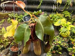 -国家植物园南园