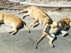 -大连森林动物园