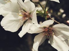 -武汉大学-樱园
